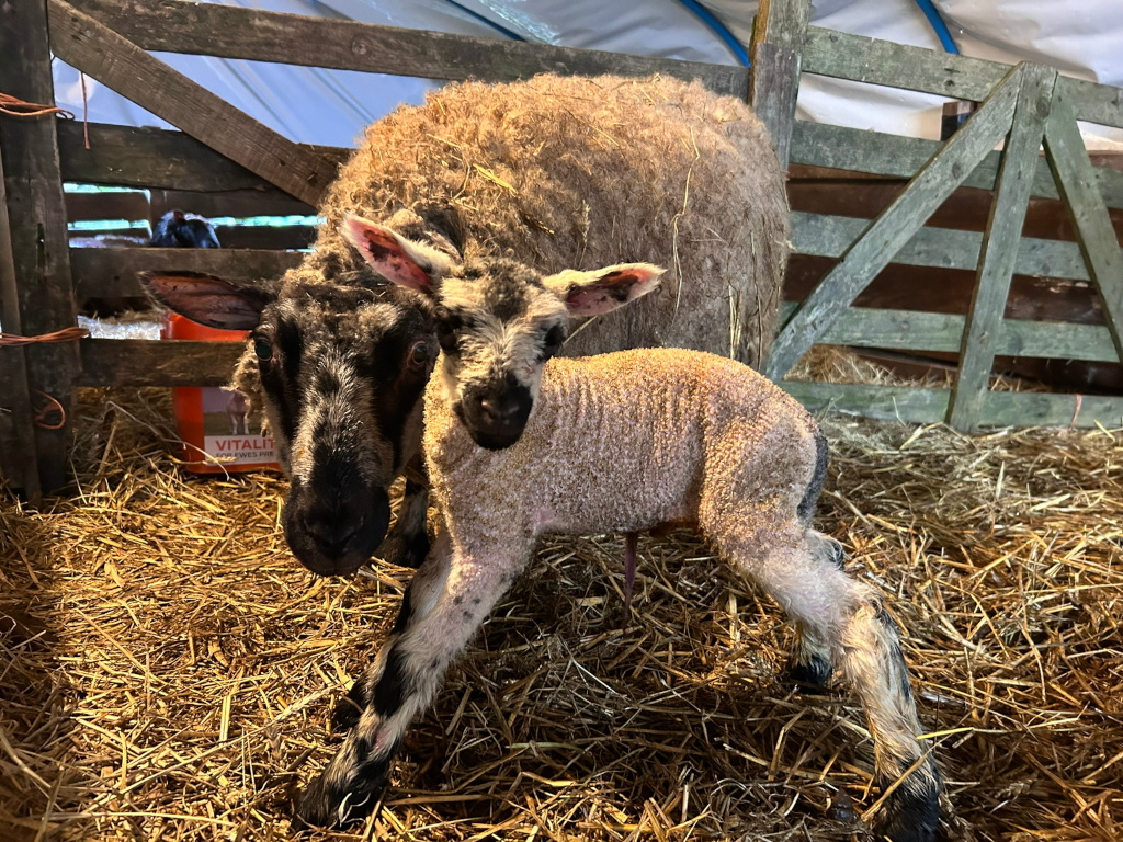 A ewe and her newborn lamb in a barn. The ewe is mostly light brown, while the lamb is a light tan colour. Both sheep are standing on straw bedding inside a wooden pen or enclosure. The overall impression is one of new life and the warmth of a farmyard setting.