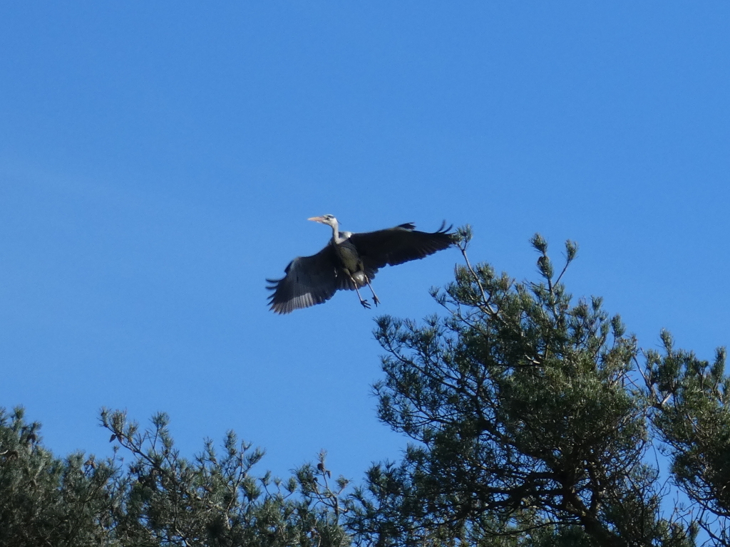 Grey heron in flight against a clear blue sky. The heron's wings are spread wide, and it appears to be descending or approaching a pine tree visible in the lower right of the frame. The overall impression is one of wildlife in its natural habitat.