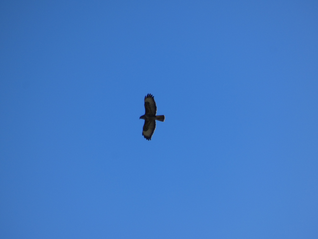 Hawk in flight against a clear blue sky. The hawk is centrally positioned and relatively small in the frame, emphasizing the vastness of the sky. The overall impression is one of freedom and serenity.