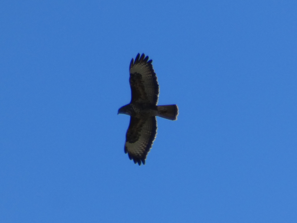 Common Buzzard (Buteo buteo) in flight against a clear blue sky. The bird is centrally positioned and is silhouetted against the bright sky. The focus is sharply on the bird.