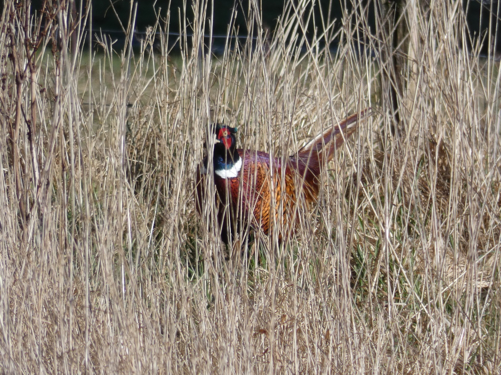 Pheasant partially hidden in tall, dry grass. The pheasant's head, neck, and part of its body are visible, displaying its distinctive plumage of browns, reds, and iridescent greens. The background is primarily composed of the tall, dry grasses that obscure much of the bird.