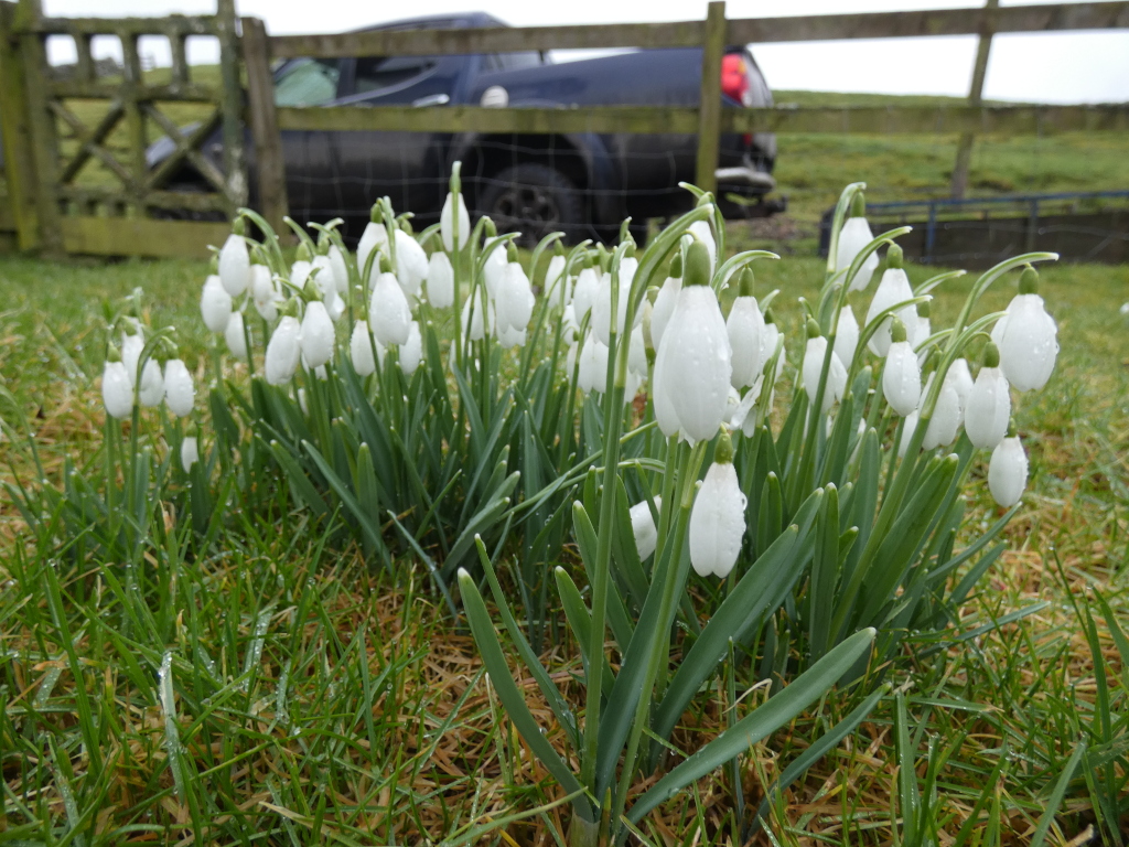 Cluster of snowdrops (Galanthus) in bloom, growing in a patch of grass. The snowdrops are in the foreground, and in the background, a partly visible dark-coloured pickup truck can be seen parked near a wooden fence and gate. The overall impression is one of early spring in a rural setting, with the snowdrops suggesting the arrival of warmer weather. The raindrops on the snowdrops hint at recent precipitation.