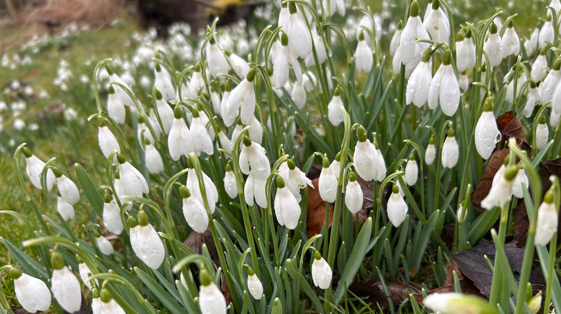 Dense cluster of snowdrop flowers (Galanthus nivalis) in a natural setting. The delicate white flowers, many with water droplets, droop gracefully from slender green stems. The background includes more snowdrops, blurred to create a shallow depth of field, and hints of brown fallen leaves and green grass. The overall impression is one of springtime freshness and fragility.