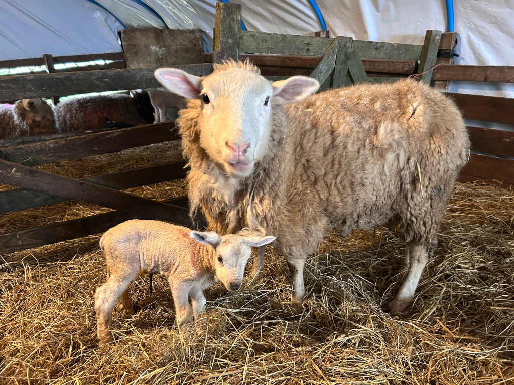 A ewe and her newborn lamb standing in a straw-filled pen. The ewe is light brown with a fluffy coat, and the lamb is a lighter, almost cream colour. The pen is made of wood and appears to be inside a barn or sheltered structure. Other sheep can be seen in the background. The overall impression is one of new life and peaceful domestic farm life.