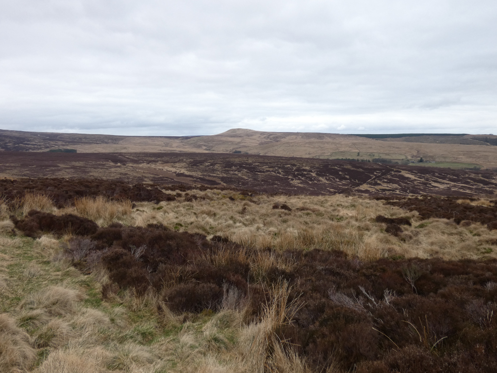 Wide, expansive view of a moorland landscape under a cloudy sky. The foreground is dominated by low-lying vegetation, a mix of brownish-purple heather and lighter-coloured grasses. The mid-ground and background show rolling hills covered in similar vegetation, with a slightly darker hue indicating possibly different plant types or shadows. The overall colour palette is muted browns, grays, and muted greens, creating a sense of vastness and quietude. A distant, low hill is visible on the horizon.