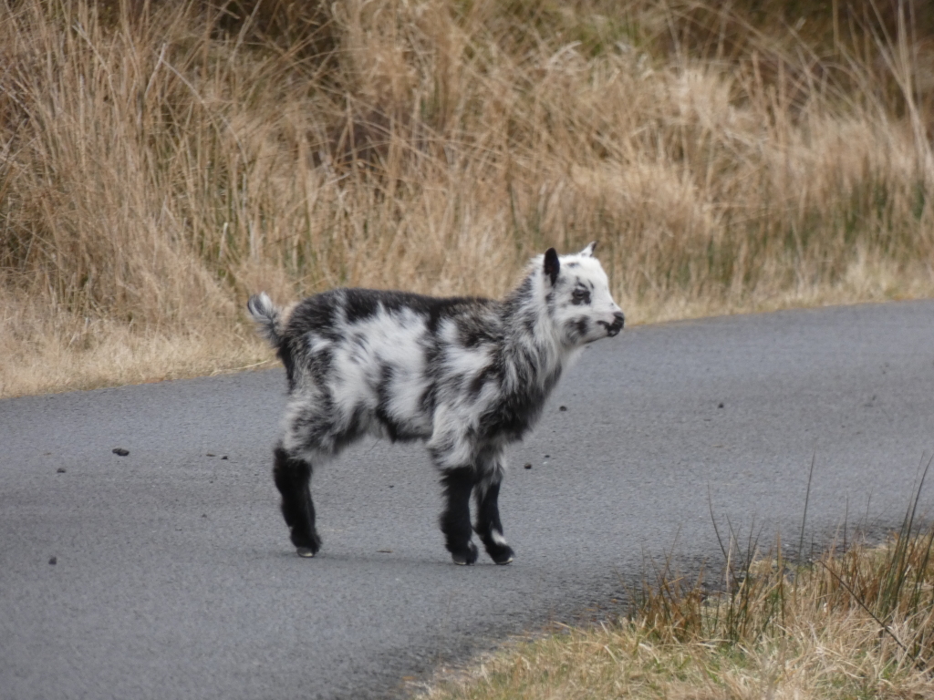 Young, uniquely patterned goat kid standing on a paved road. Its coat is predominantly white with irregular black patches. The background consists of tall, dry, light brown grasses. The kid appears to be alone and is looking to the right of the frame. The overall impression is one of a wild, yet somewhat vulnerable, creature in a relatively open and sparsely vegetated landscape.