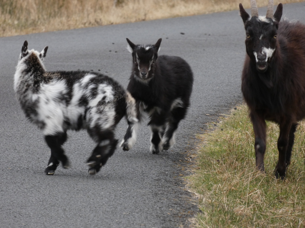 Three goats on a road. One goat is mostly black, another is mostly white with black patches, and a third is black. The black and white goat appears to be running away from the camera, while the other two are walking or standing. The background is blurred.