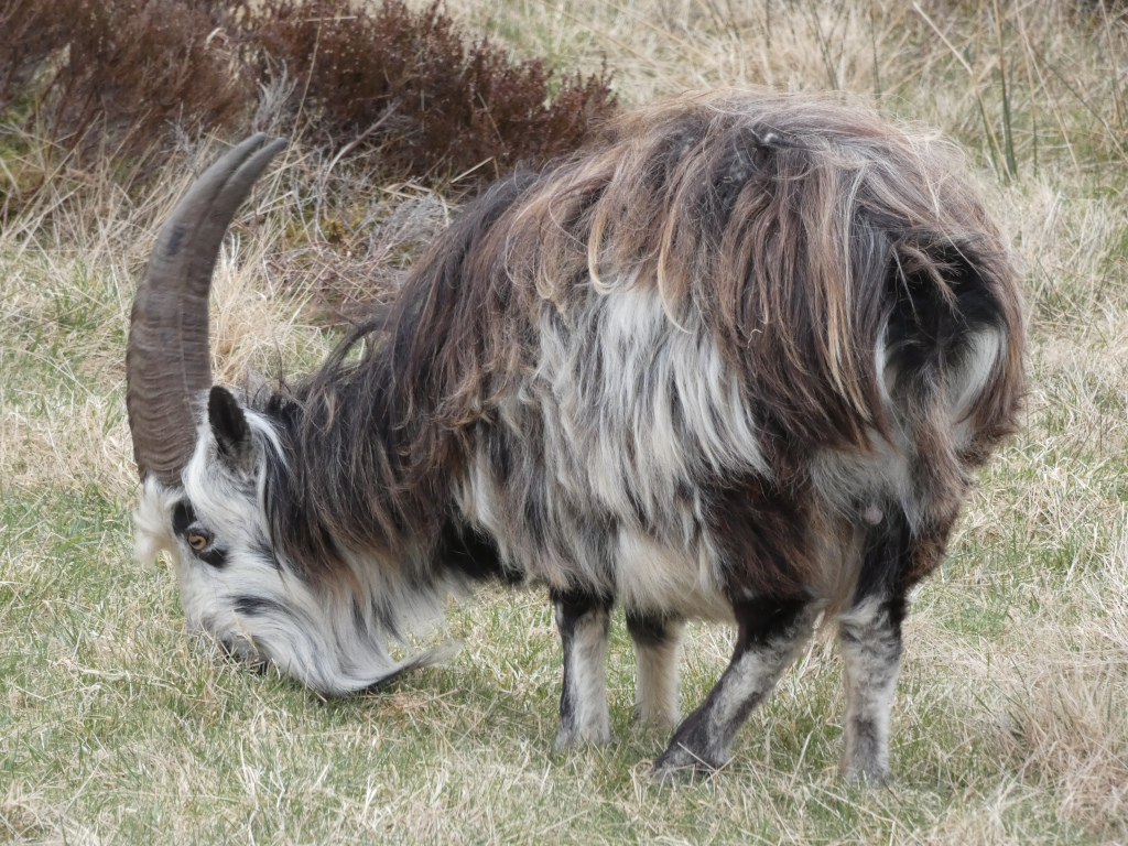 Long-haired goat with distinctive black, brown, and white colouring. Its most striking feature is its long, curved horns. The goat is grazing in a field of dry, light brown grass.