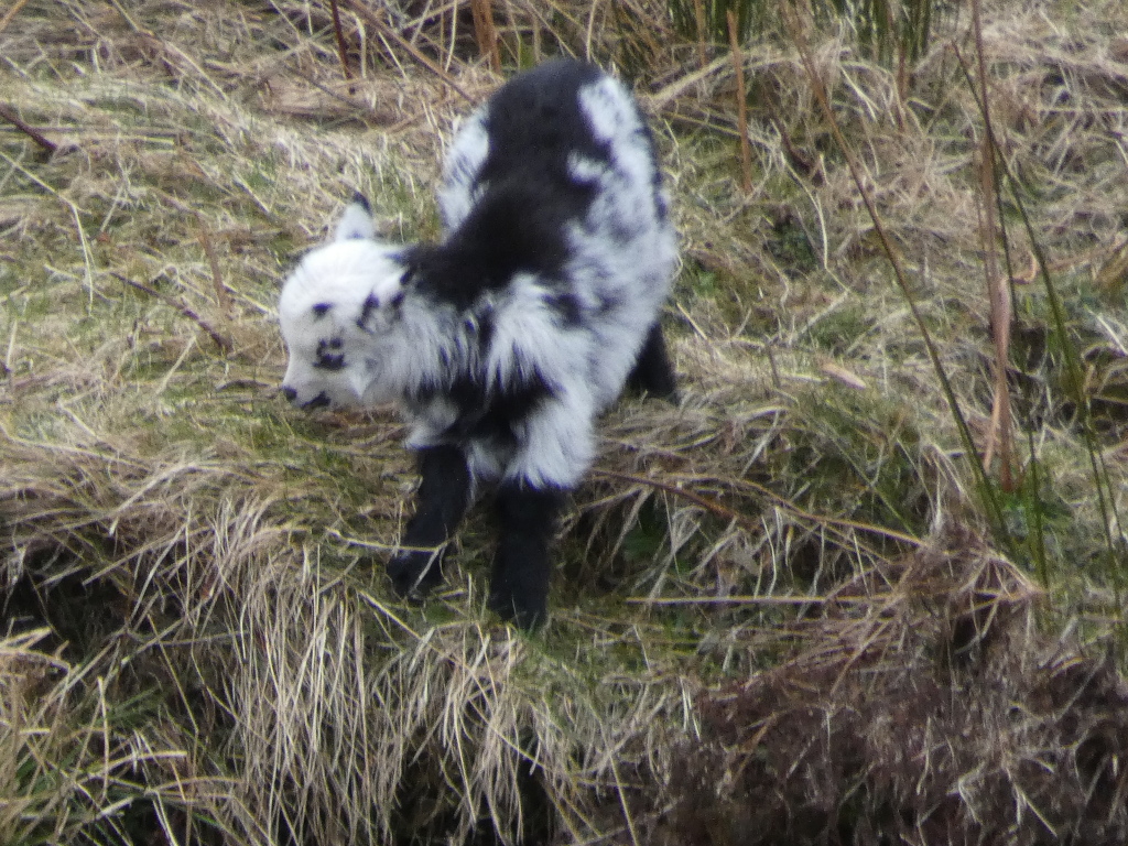 Young, black and white goat kid standing in tall, dry grass. The kid is predominantly white with irregular black patches. It appears to be looking down. The setting suggests a wild or semi-wild environment.