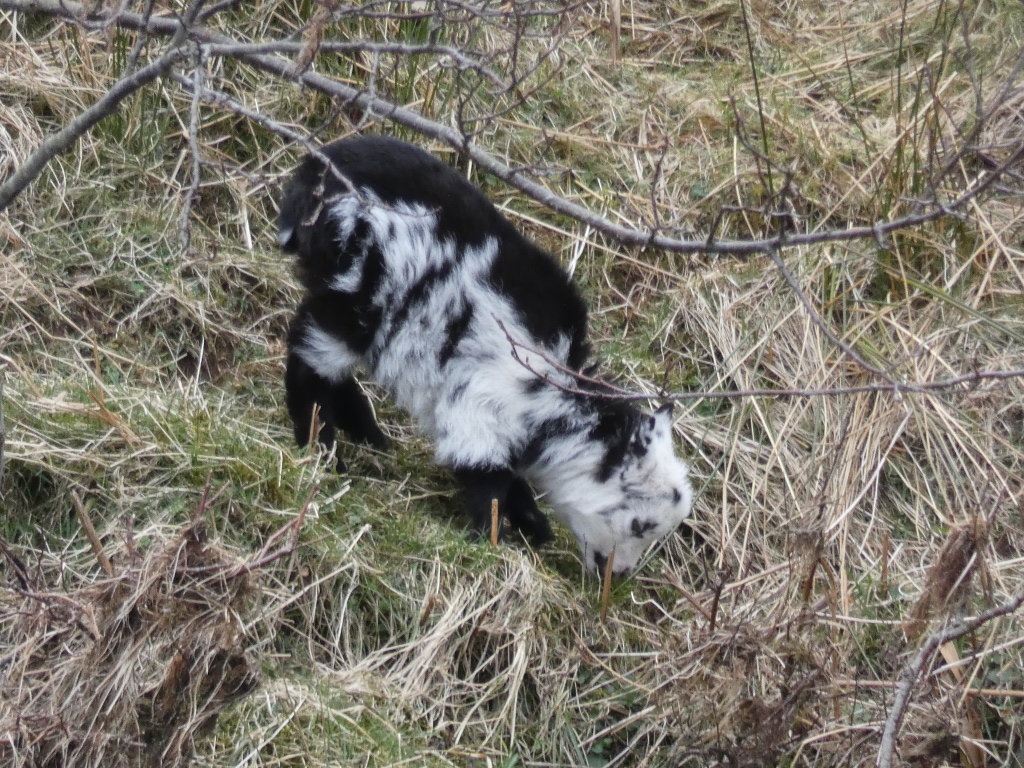Young, black and white goat kid foraging in a field of dry, light brown grass and twigs. The kid is mostly black, with patches of white fur, especially on its face and belly. It is actively searching for food among the vegetation.