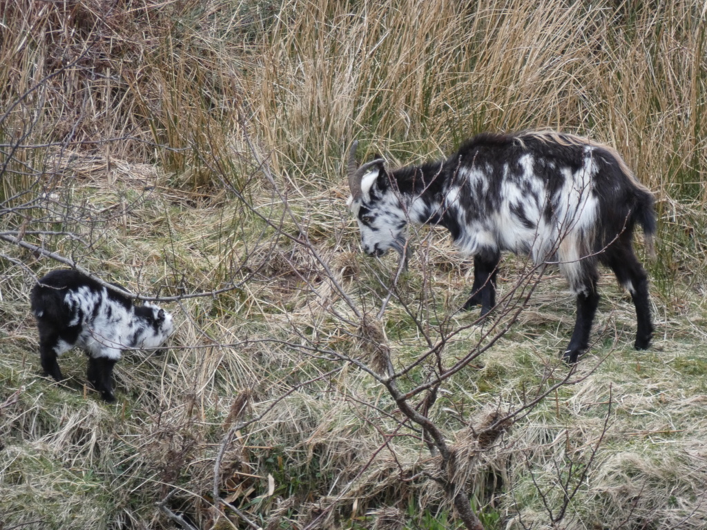 Black and white adult goat and a smaller kid, both with similar colouring, standing in a field of dry, light brown grass and low shrubs. The adult goat is slightly larger and appears to be standing slightly apart from the kid.