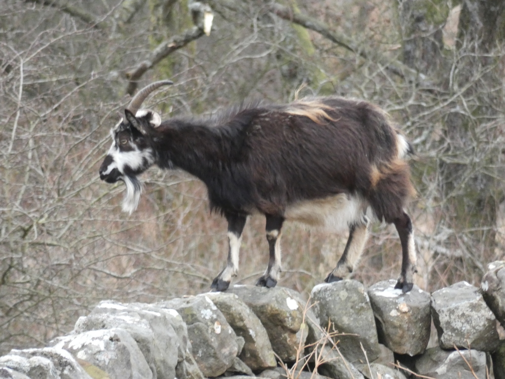 Black and white goat with long, slightly curved horns. It is standing on a low stone wall, with a background of bare, wintry trees and shrubs. The goat appears to be walking along the wall.