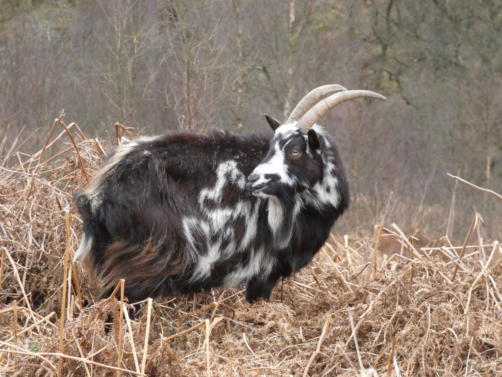 A black and white goat with long curved horns standing in a field of dried brown bracken. The goat's coat is thick and shaggy, and its face is partially obscured by its fur. The background is a blurred-out woodland of muted browns and grays.