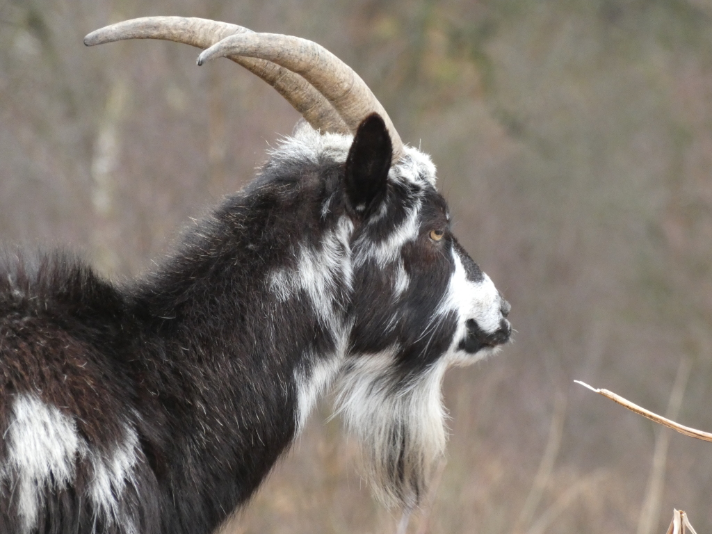 Black and white goat. The goat has long, curved horns and a thick, shaggy coat with distinctive white patches. The background is blurred, suggesting a natural outdoor setting. The goat appears alert and is looking to its right.