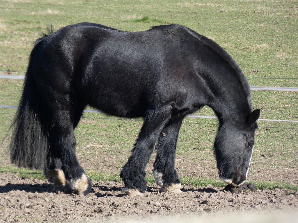 Black horse with a long, thick mane and tail, grazing in a field. The horse is predominantly black, with some slight feathering (longer hair) on its lower legs and a small amount of white on its fetlocks. It appears to be eating from the ground. The background is a grassy field with a simple white fence. The overall impression is one of a calm, mundane scene of a horse in a relatively natural environment.