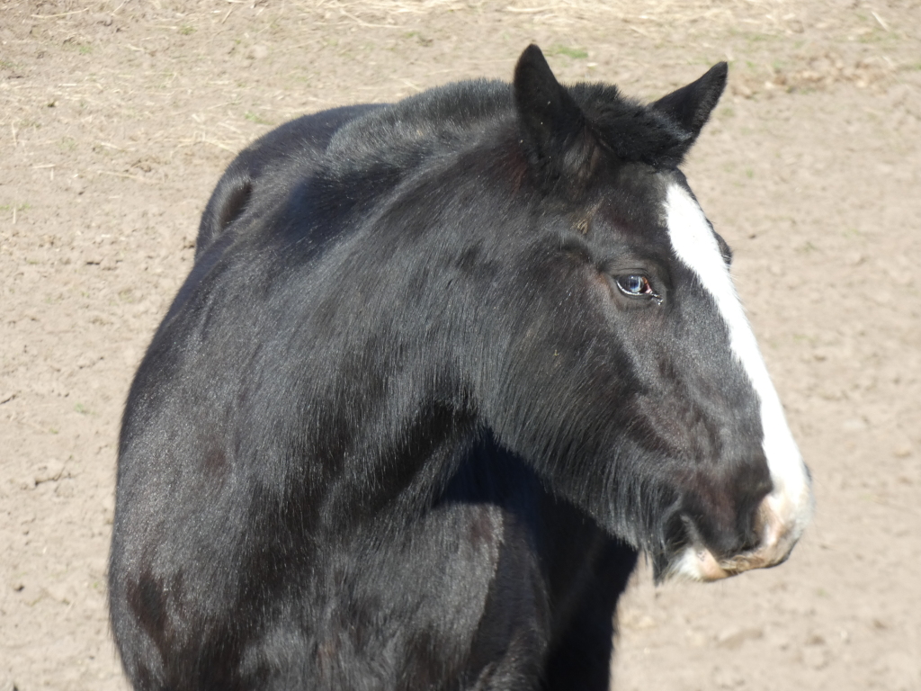 Black horse with a distinctive white blaze on its face. The horse is viewed from the side, slightly turned away from the camera. It appears to be standing in a dirt or sandy paddock. The lighting suggests it's daytime.