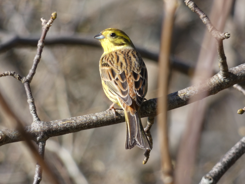 Yellowhammer (Emberiza citrinella) perched on a bare branch. The bird is predominantly brown and streaked, with a bright yellow head and breast. The background is blurred but shows more bare branches, suggesting a winter or early spring setting. The focus is sharply on the bird.