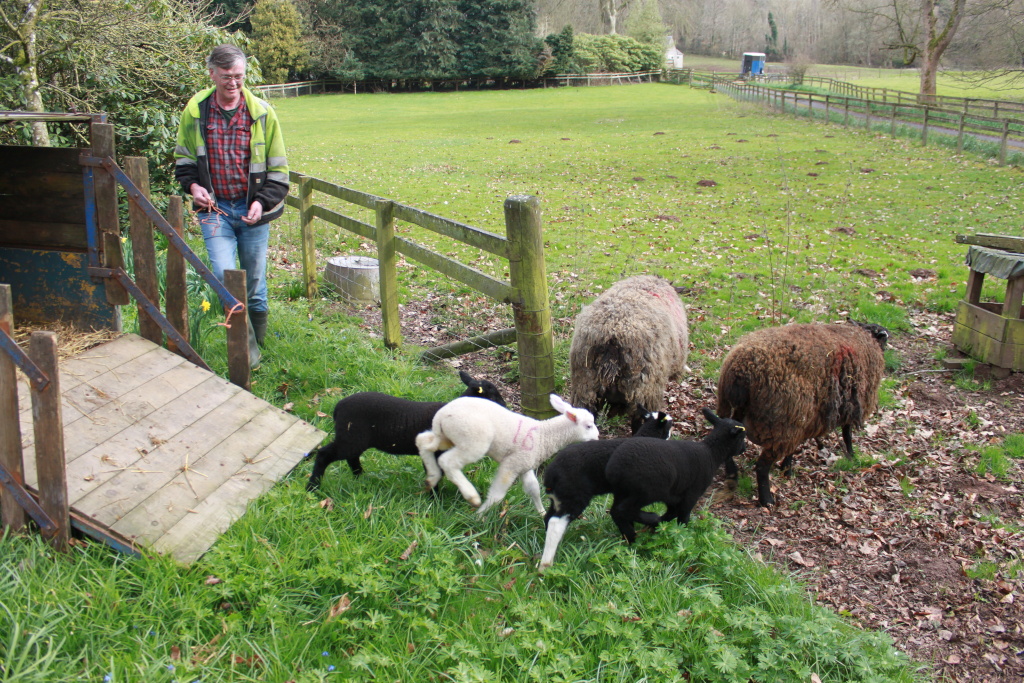 Charlie in a high-visibility jacket overseeing a small flock of sheep and lambs. Three black lambs and one white lamb are near the centre of the frame, while two adult sheep stand nearby. The man appears to be guiding the lambs, possibly moving them using a rope. They are in a grassy pasture, fenced, with a ramp leading to what appears to be a trailer or livestock carrier.