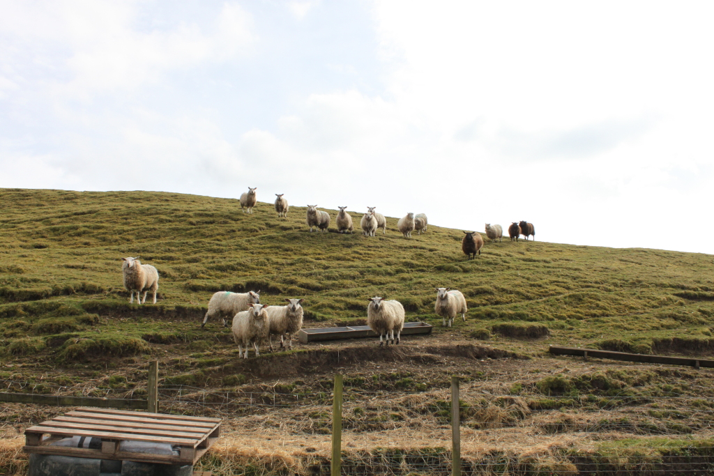 Hillside pasture populated by a flock of sheep. The sheep are mostly light-coloured, with a few darker brown ones interspersed. They are positioned at various points on the slope, some gathered near a feeding trough, others more spread out. The scene is peaceful and pastoral, under a mostly cloudy sky. A simple wooden pallet is visible in the foreground.
