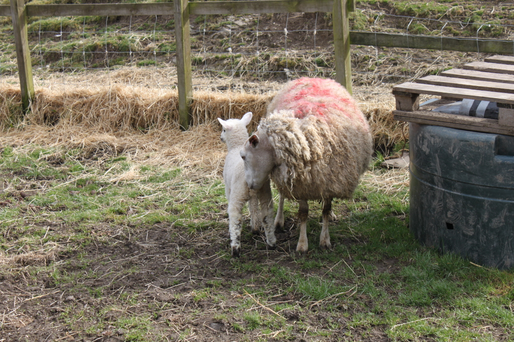 Ewe and her lamb in a farmyard setting. The ewe, with its distinctive reddish-brown marking on its fleece, stands protectively beside her young lamb. They are standing in a grassy area near a wooden fence and a large water tank. Hay bales are visible in the background. The overall impression is one of rural serenity and the bond between mother and offspring.