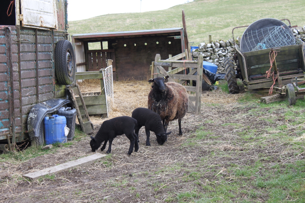 Ewe and two lambs in a farmyard setting. The ewe is a dark brown or grey colour, while the lambs are black. They are standing near a weathered, dark-brown wooden horse trailer, and a dilapidated wooden structure that appears to be a makeshift shelter or pen. Other farm equipment, including a small cart and a section of a stone wall, are visible in the background.