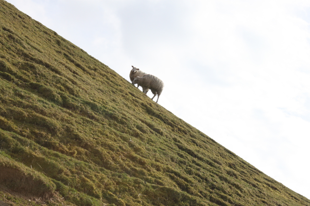 Two sheep ascending a steep, grassy hill against a bright, mostly clear sky. The hill dominates the composition, with the sheep positioned near the centre, creating a sense of scale and emphasising the incline's steepness. The overall mood is peaceful and somewhat solitary.