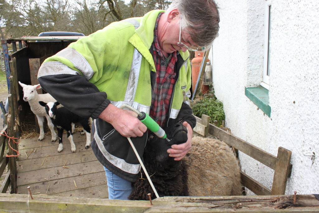 Charlie administering medication to a sheep using a syringe. Two lambs are visible in the background, within a makeshift enclosure. The setting appears to be a rural farm. Charlie is dressed in practical work attire, suggesting a regular farm chore.