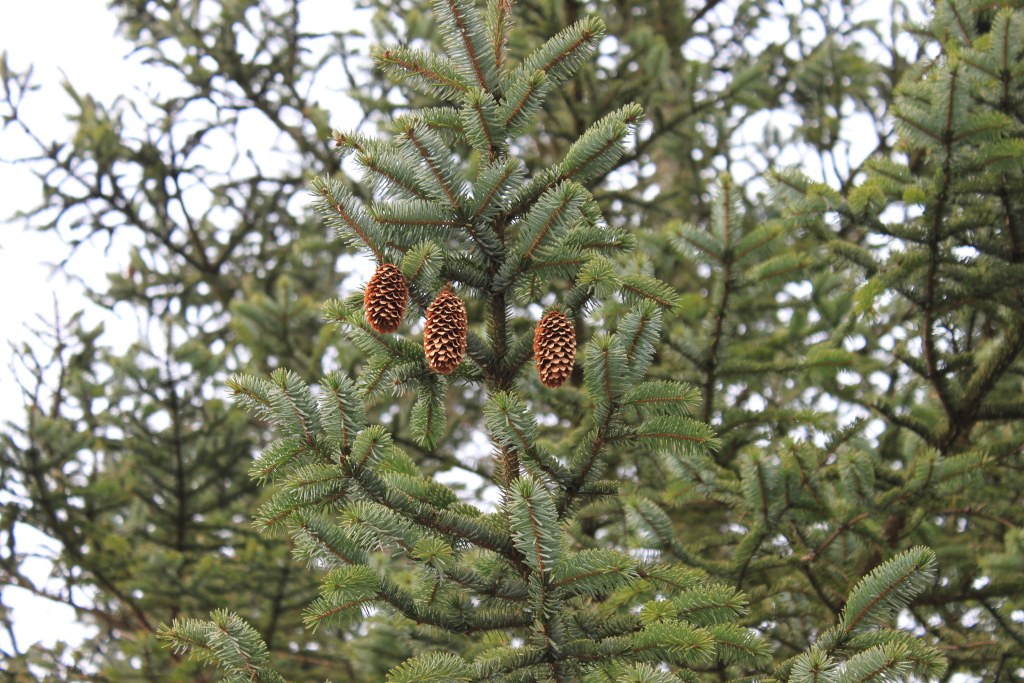 A close-up view of a section of a coniferous tree, specifically focusing on a branch with three mature pine cones hanging from it. The pine cones are light brown and appear dry. The surrounding branches are densely packed with short, needle-like leaves, suggesting a healthy, possibly evergreen, tree. The background is blurred but shows more of the same tree, creating a sense of depth and continuity. The overall colour palette is muted greens and browns.