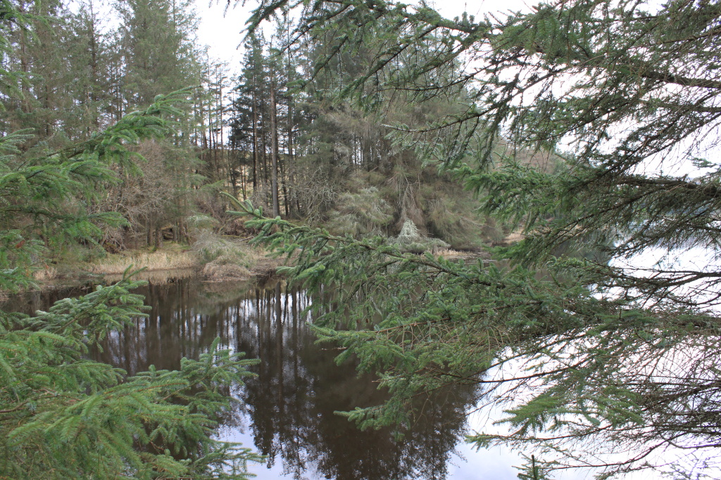 Serene lake scene partially obscured by the foreground branches of evergreen trees. The lake reflects the surrounding coniferous forest, creating a mirror-like effect. The overall tone is peaceful and naturalistic, emphasising the quiet beauty of the woodland setting.