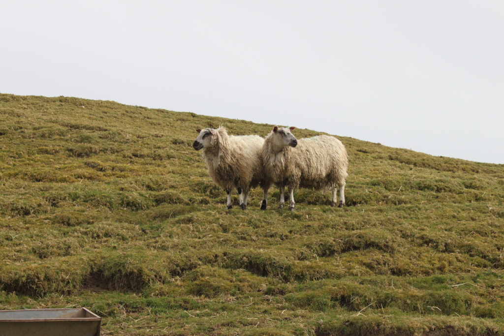 Two sheep standing side-by-side on a grassy hillside against a pale sky. The sheep appear to be of a similar breed and are light beige or off-white in colour with somewhat unkempt fleece. The hillside is gently sloping and mostly covered in short, dry-looking grass. A hint of a trough or feeder can be seen in the bottom left corner. The overall scene is peaceful and pastoral.