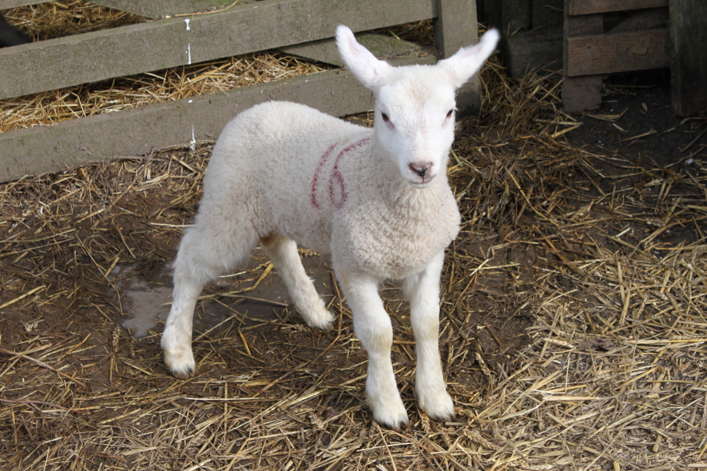 Young, white lamb standing in a straw-covered pen. The lamb is marked with a faint, reddish number 6 on its side. It appears to be healthy and well-cared for, standing attentively. The background includes a wooden fence and more straw. The overall impression is one of rural life and animal husbandry.
