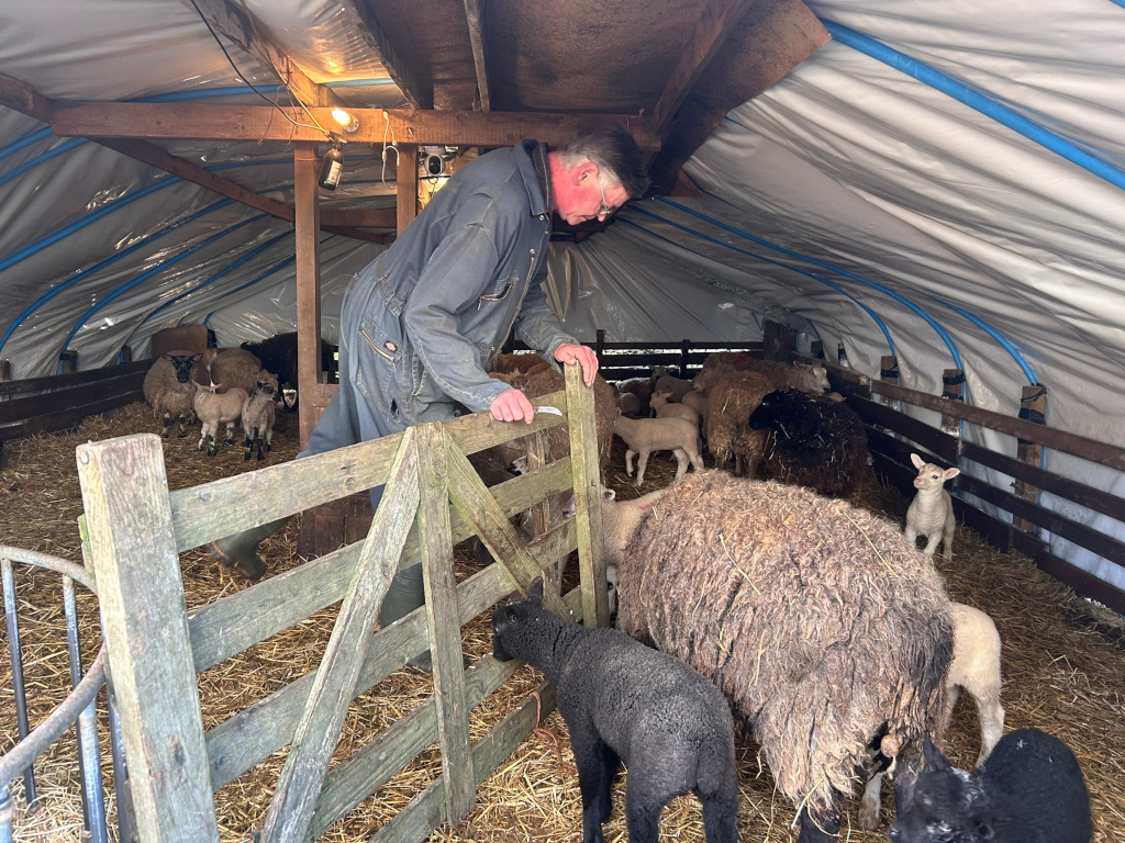Charlie dressed in blue overalls leaning over a wooden gate inside a makeshift lambing shed. The shed is made of wood and covered with a plastic tarp.  Inside, there are several sheep and lambs of various colours, some lying down and others standing. The floor is covered with straw. The overall mood is one of quiet observation and care. Charlie appears to be checking on the sheep and lambs.