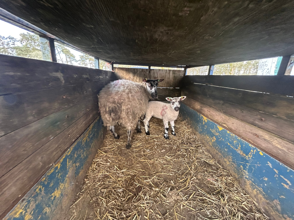 Ewe and her lamb standing inside a wooden trailer or livestock carrier. The trailer is old and shows wear and tear, with exposed wood and some blue paint. The sheep are standing on a bed of straw. The scene suggests transportation or temporary housing for the animals.