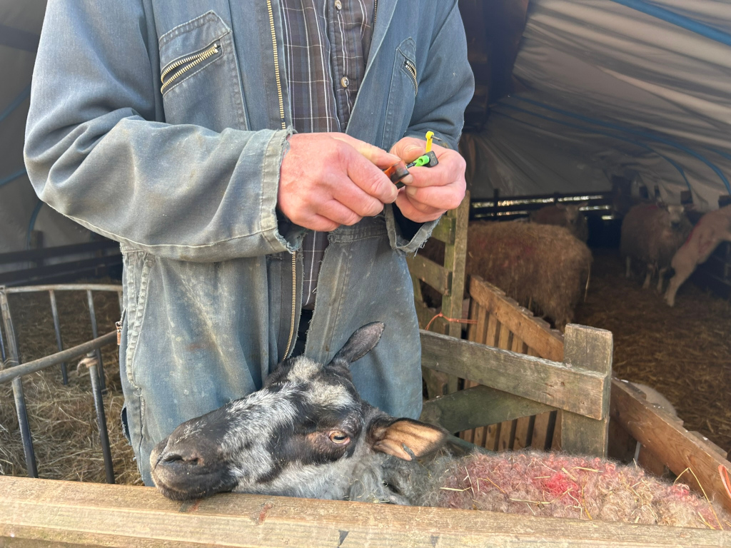 Charlie dressed in a worn denim work suit, carefully handling ear tagging pliers in his hands. He is standing in a sheep pen, with a sheep's head resting on the wooden barrier in front of him. The background is blurred but shows several more sheep in the pen, indicating a farm setting. The overall impression is one of routine farm work, possibly involving tagging or treating the sheep.