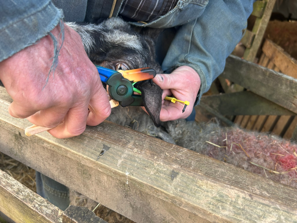 Close-up view of a Charlie's hands using a specialised tool to fix ear tags to a sheep. The sheep's head and part of its body are visible, and the setting appears to be a farm or agricultural environment. The focus is on the precise action of ear tagging a sheep.