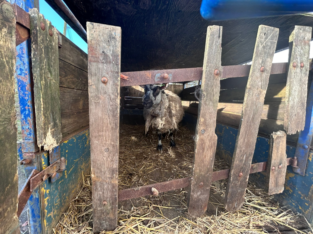 Sheep standing inside a rustic, wooden and metal livestock transport trailer, showing signs of age and wear. The sheep is predominantly light-coloured with some dark markings, and it's standing on straw.