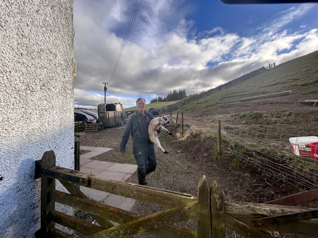 Charlie carrying a lamb in his arms. He's walking towards a wooden gate, which is in the foreground.  The setting appears to be a rural farm, with a stone wall and hillside visible in the background. A livestock trailer is also partially visible. The overall impression is one of rural life and farm work.