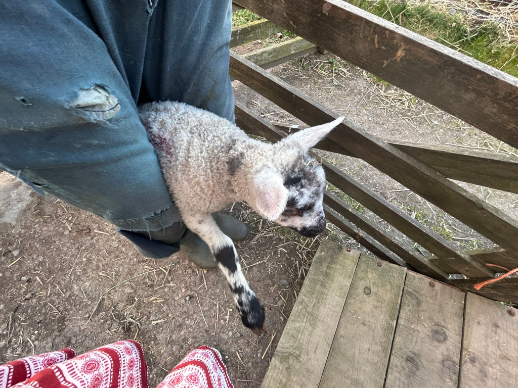 Charlie holding a lamb close to their body. The lamb is mostly white with some black markings on its face and legs. Charlie is wearing dark blue overalls with visible tears. The setting appears to be a farm, with a wooden fence and dirt ground visible. The overall impression is one of gentle care and interaction between human and animal.