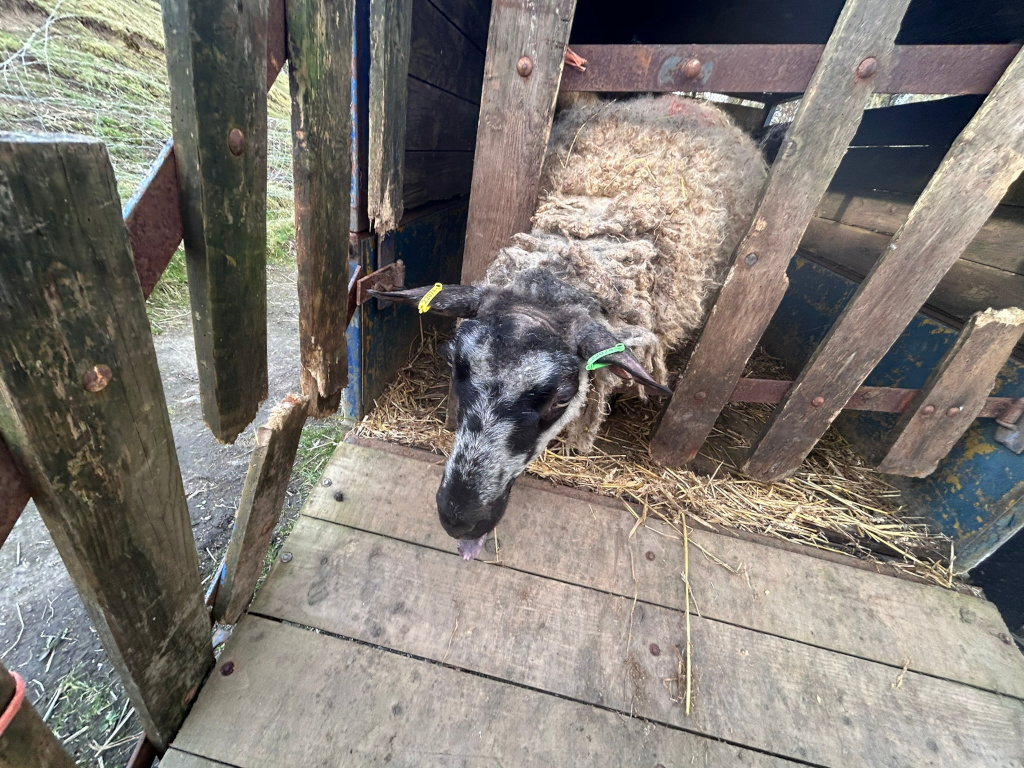 Sheep, predominantly grey and black, confined within a dilapidated wooden structure. The sheep's wool appears thick and somewhat unkempt. The wood of the enclosure shows significant signs of age and wear, with broken pieces and rusty metal fixtures. The sheep's presence creates a sense of confinement, and the condition of its enclosure suggests a lack of modern upkeep. Small, yellow and green tags are visible in its ears. The ground is covered in straw.