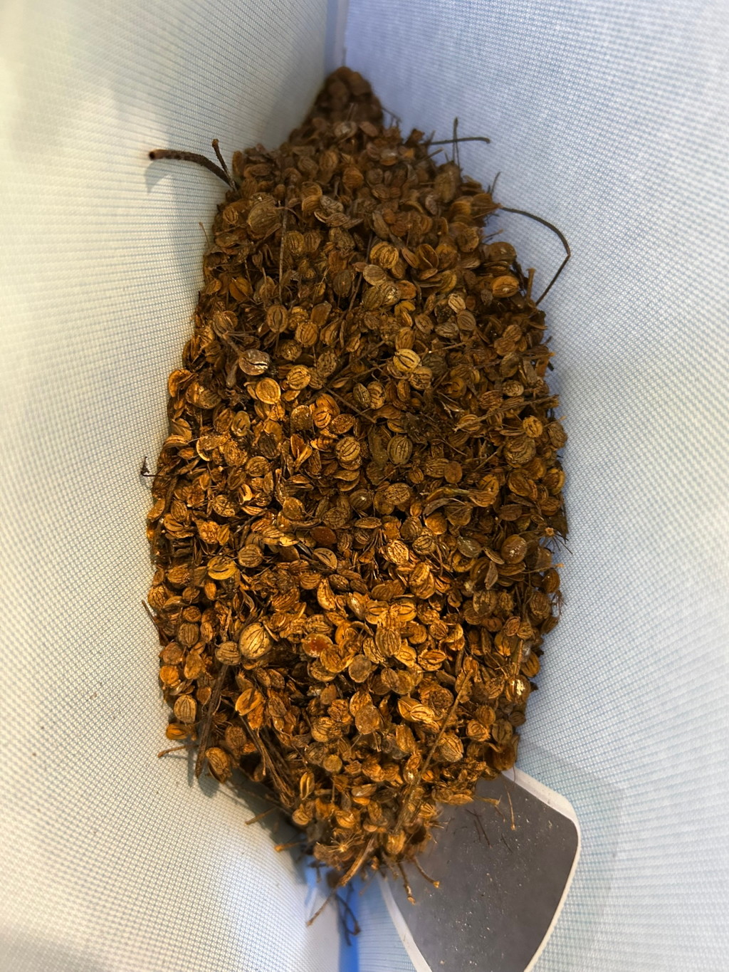 Light blue mesh bag containing a large quantity of dried, brown seeds or grains. The seeds are irregularly shaped and appear to be clustered together. The bag is partially visible, and a dark gray object is partially visible at the bottom of the bag.