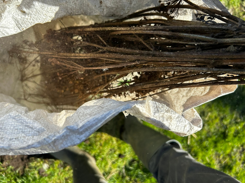 Charlie holding a burlap sack filled with dried, brown plant stalks. The sack is being held above ground level, with the Charlie's legs and boots partially visible in the bottom of the frame. The background is blurred but shows green grass. The overall impression is one of harvesting or collecting dried plant material.