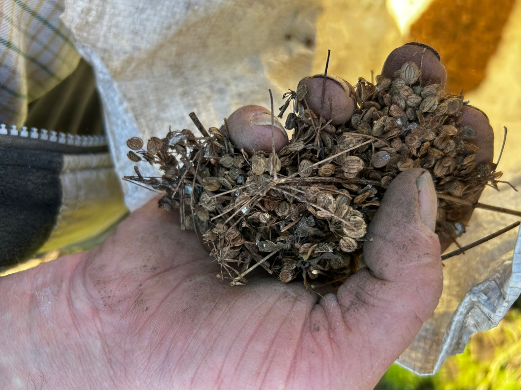 Close-up view of Charlie's hand holding a collection of dried plant seeds and seed heads. The seeds appear dark brown and are clustered together, with visible stems and remnants of the plant's structure. Charlie's hand is dirty, suggesting recent work in a garden or field. The background is partially visible and shows a portion of a light-coloured bag or sack.