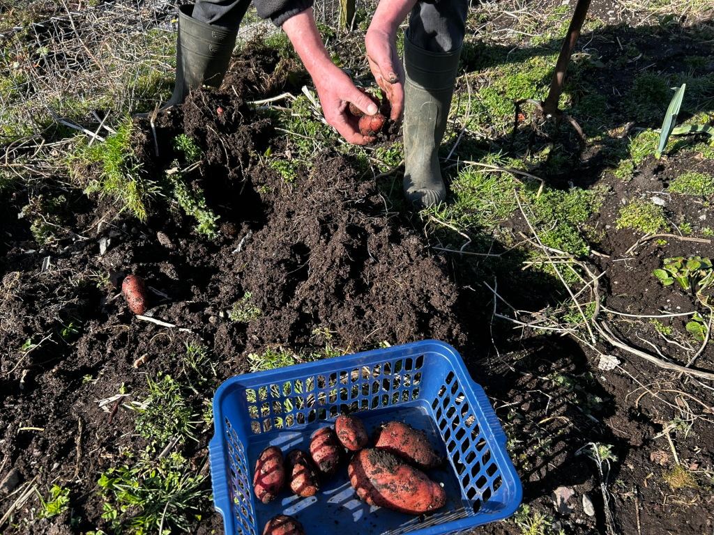 Charlie harvesting potatoes from a garden. Charlie is digging up potatoes with his hands, and some potatoes have already been collected in a blue plastic crate. The ground is dark and rich, and there are some weeds and other plants growing around the potato patch. The overall impression is one of simple, hard work and the rewards of homegrown food.