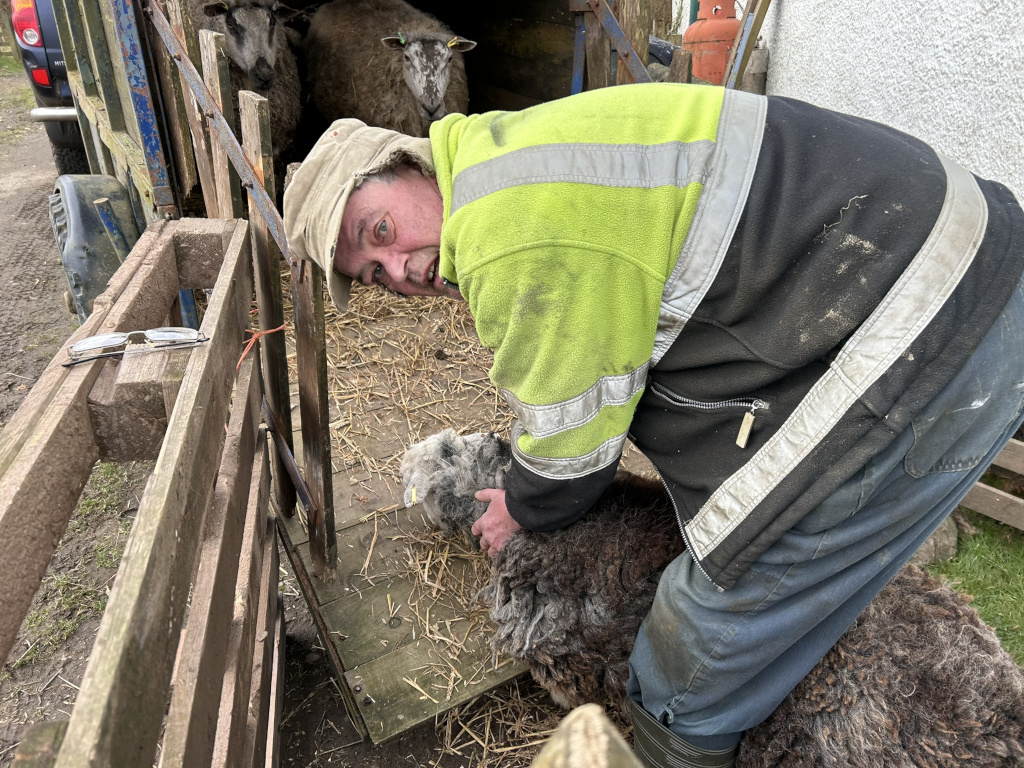 Charlie wearing a lime green high-visibility jacket, bending down to tend to a sheep in a makeshift pen. The pen is constructed of wooden pallets and is within a larger trailer containing other sheep (visible in the background). The farmer appears to be carefully handling the sheep, possibly examining or assisting it. A pair of glasses lies on the wooden pen. The overall atmosphere is one of rural work.