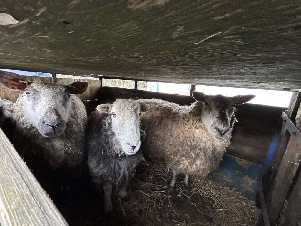 Three sheep huddled together inside a dark, wooden enclosure. The sheep appear to be of a similar breed, with thick, grey-brown fleece. The enclosure looks rustic and possibly temporary, suggesting a transportation or temporary holding area for the animals. The overall impression is one of quiet, contained confinement.