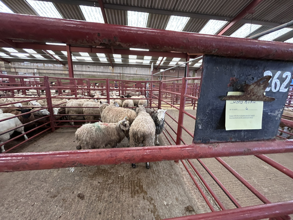 Sheep auction or livestock market. A number of sheep are penned inside red metal cages. A sign on one of the pens indicates the flock's identification (Wood Burn, 4). The overall setting appears to be a large indoor agricultural building.