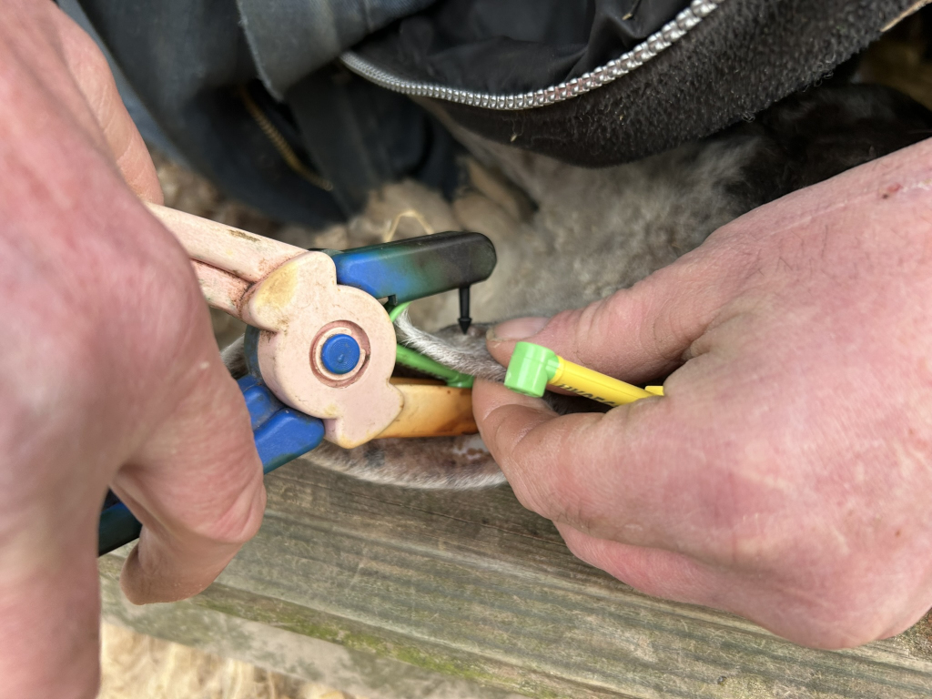 Close-up view of Charlie's hands using pliers to tag an sheep's ear. One hand holds a specialised clamp-like tool around the ear, while the other hand holds a marker pen, presumably to apply an identification tag or number. The sheep's fleece is partially visible.