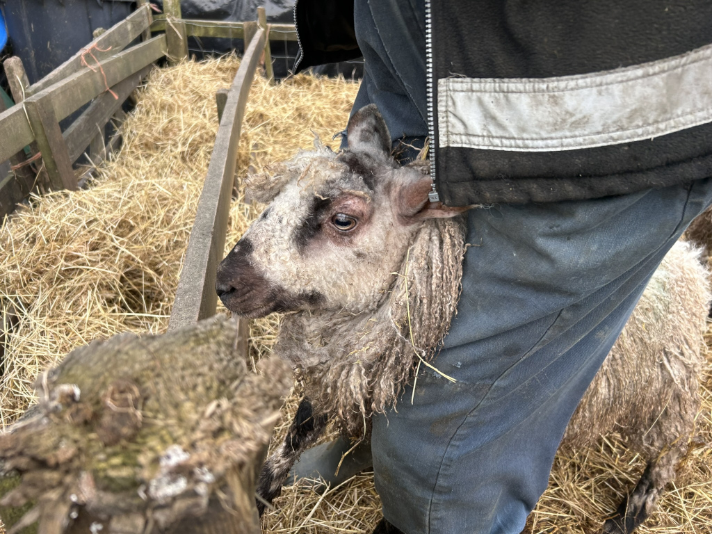 Close-up view of Charlie's legs and lower torso, clad in dark blue work pants and a dark jacket with a reflective band, partially obscuring a young sheep. The sheep, light gray with dark brown accents on its face, has long, unkempt wool and appears to be standing in a pen filled with straw. The sheep's gaze is directed toward the viewer, its expression seemingly curious or slightly apprehensive. The background consists of wooden fencing and more straw.
