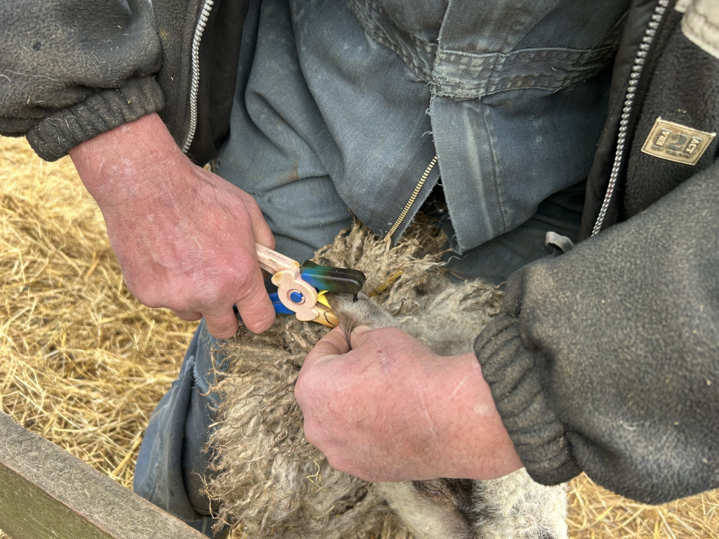 Close-up view of Charlie's hands using a small pair of pliers to tag the ear of a sheep. Charlie is wearing work overalls and the sheep's fleece is light grey and quite thick.