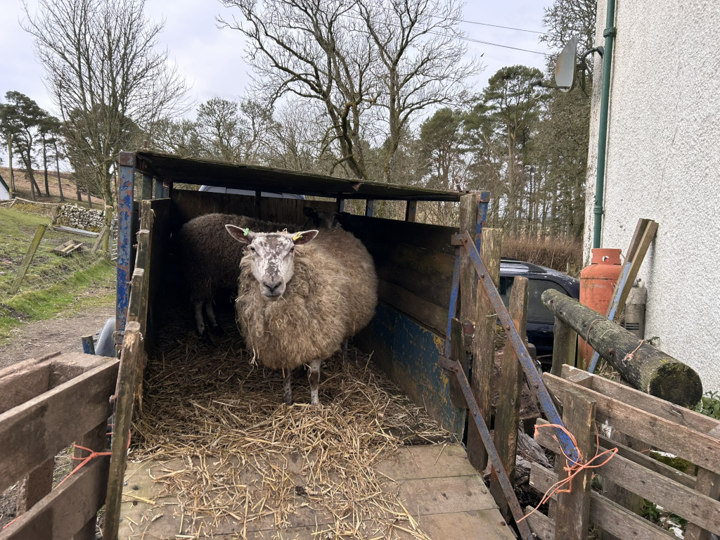 Two sheep inside a rustic, old, wooden trailer. The trailer is partially open, revealing the sheep standing on straw. One sheep is prominently featured in the foreground, and a second is partially visible behind it. The overall impression is one of livestock transportation or relocation on a farm.